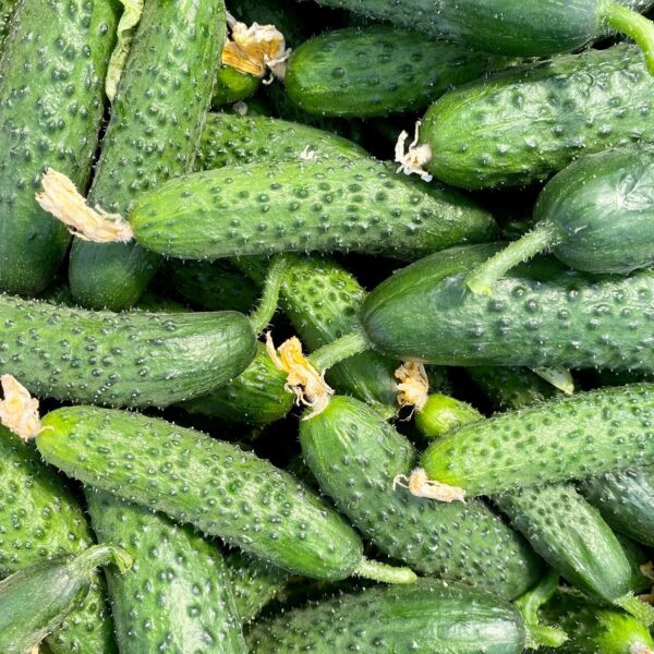 Castraveți Cornichon BIO – Fermă Certificată Ecologic bio&co | 1 kg