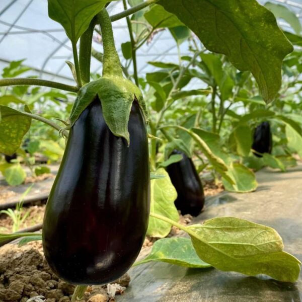 Vânătă Neagră BIO – Fermă Certificată Ecologic bio&co | 1 kg