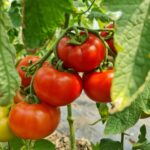 Tomate Grase BIO – Fermă Certificată Ecologic bio&co | 1 kg