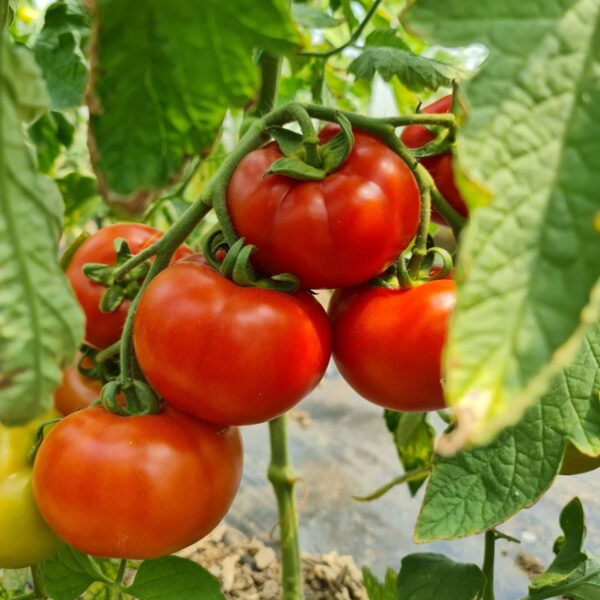 Tomate Grase BIO – Fermă Certificată Ecologic bio&co | 1 kg