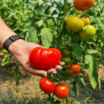 Tomate Grase BIO – Fermă Certificată Ecologic bio&co | 1 kg - imagine 3