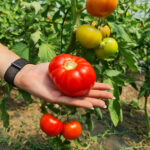Tomate Grase BIO – Fermă Certificată Ecologic bio&co | 1 kg - imagine 2