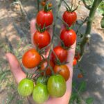 Tomate cherry BIO - imagine 3