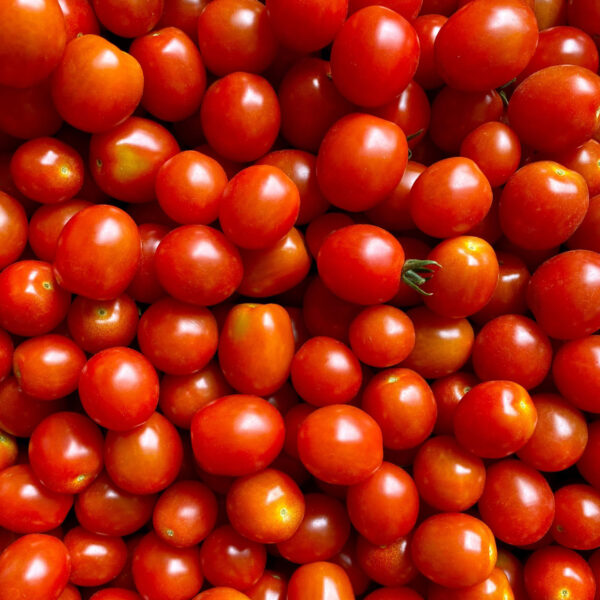 Tomate cherry BIO