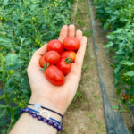 Tomate cherry BIO - imagine 4