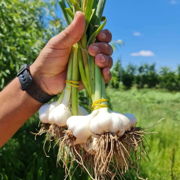 Usturoi nou BIO – Fermă Certificată Ecologic bio&co | 1 legătură