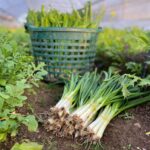 Ceapă Verde BIO – Fermă Certificată Ecologic bio&co | 1 legătură