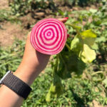 Sfeclă Chioggia BIO cu Frunze – Fermă Certificată Ecologic bio&co | 1 kg - imagine 3