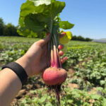 Sfeclă Chioggia BIO cu Frunze – Fermă Certificată Ecologic bio&co | 1 kg - imagine 2