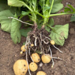 Cartofi Noi BIO – Fermă Certificată Ecologic bio&co | 1 kg - imagine 2