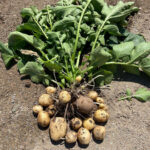 Cartofi Noi BIO – Fermă Certificată Ecologic bio&co | 1 kg - imagine 3